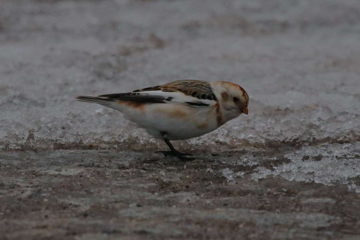 Snow Bunting - ML613720293