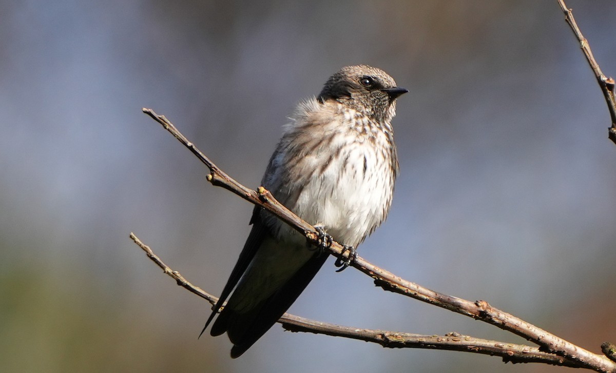 Golondrina de las Mascareñas - ML613720305