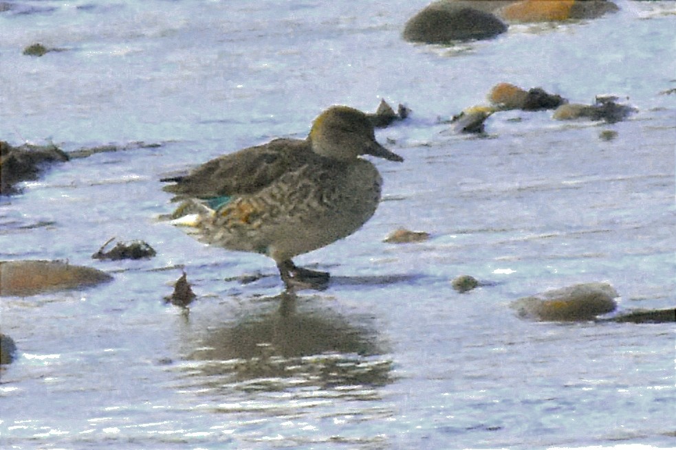 Green-winged Teal - Cristina Del Castillo