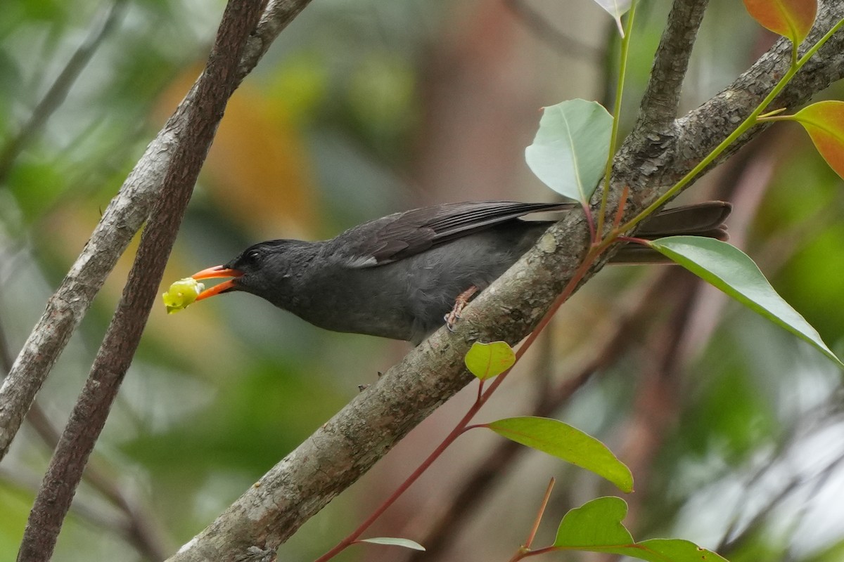 Malagasy Bulbul - ML613720362