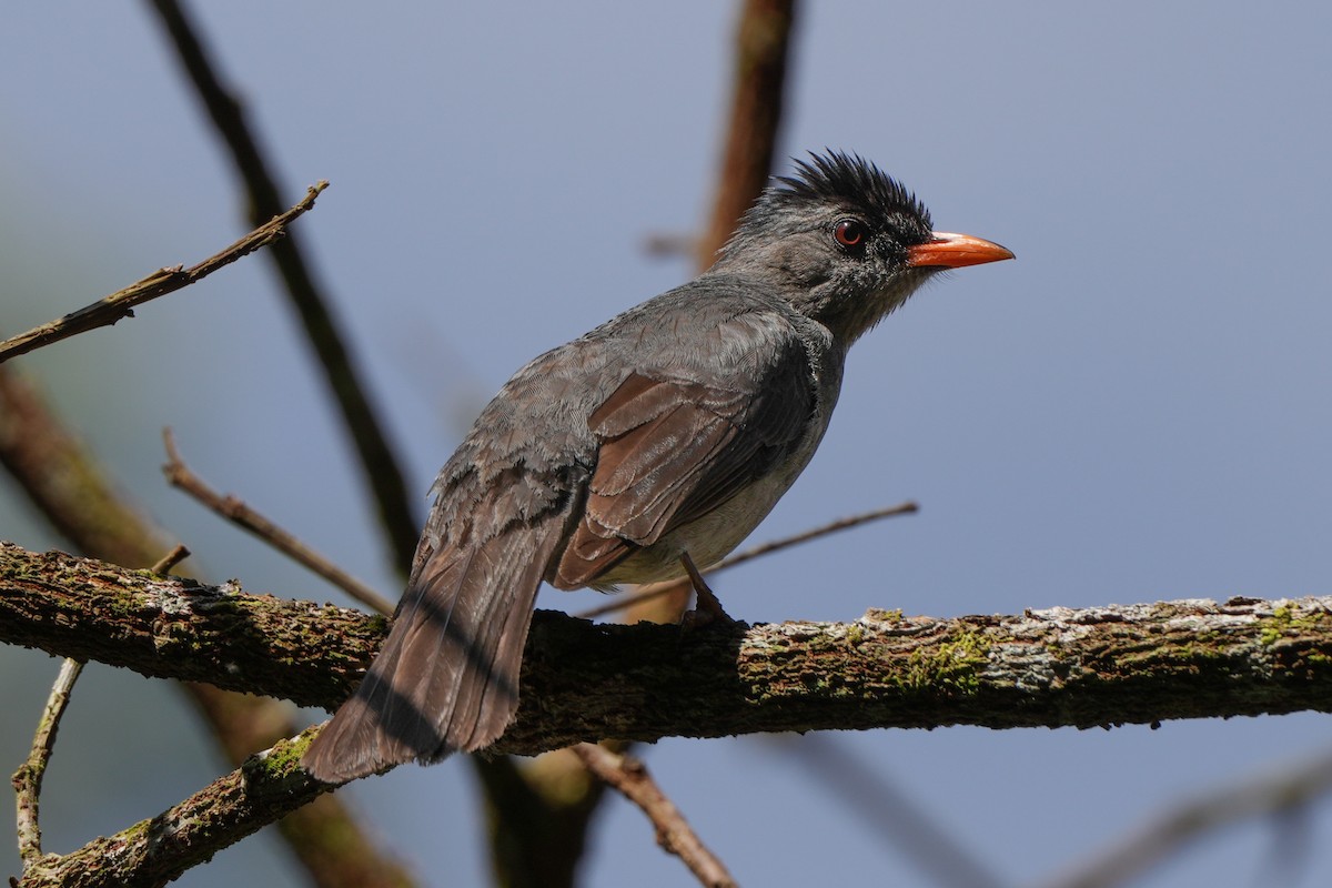 Bulbul Malgache - ML613720363