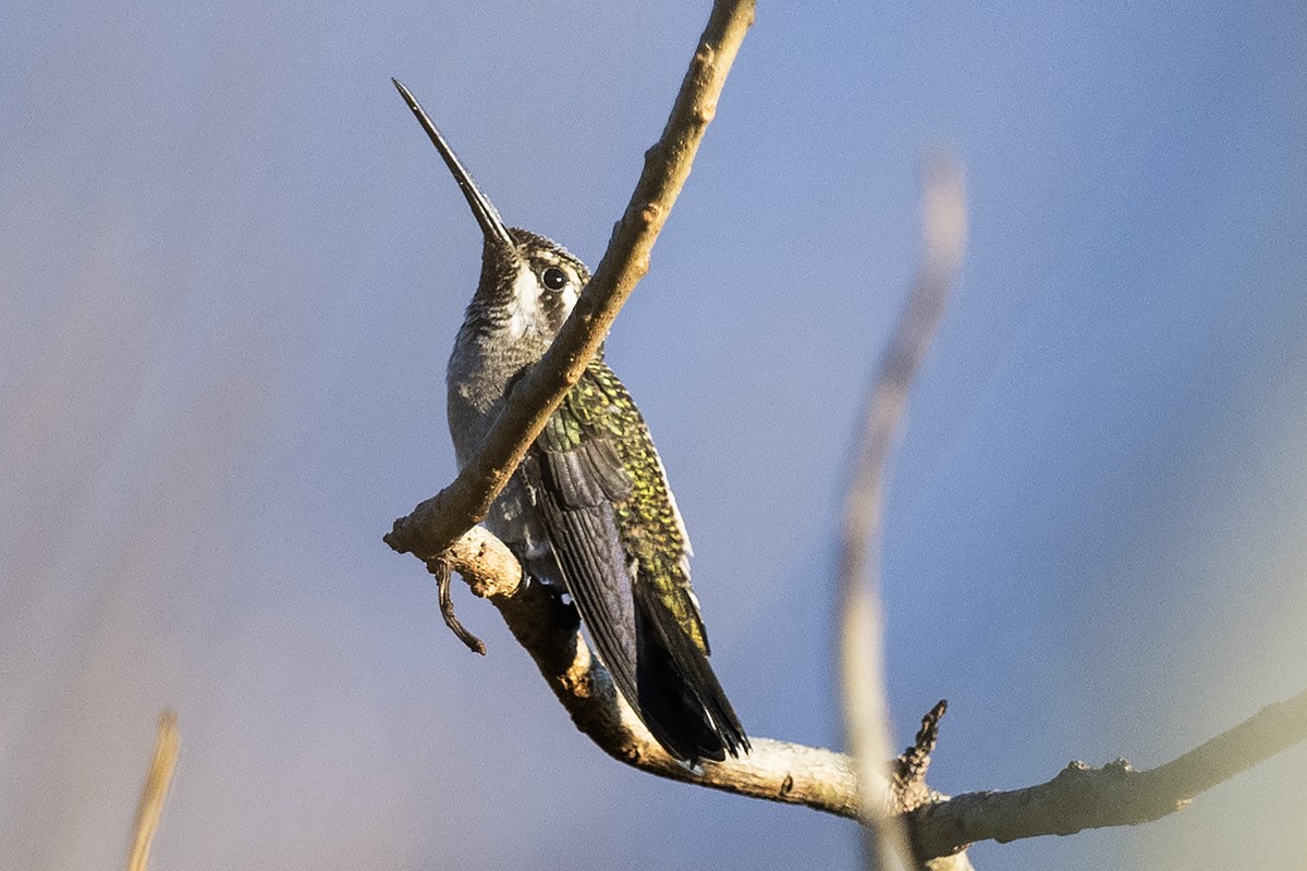 kolibřík achátový - ML613720392