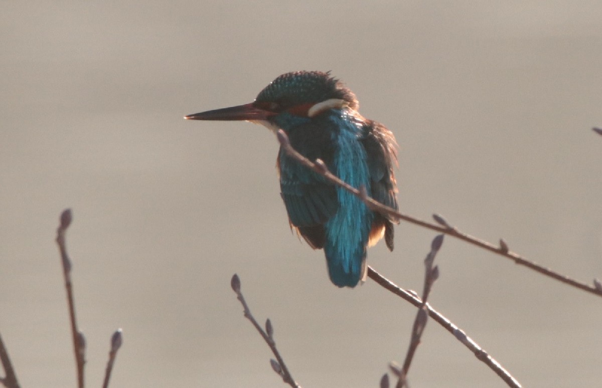 Martin-pêcheur d'Europe - ML613720449