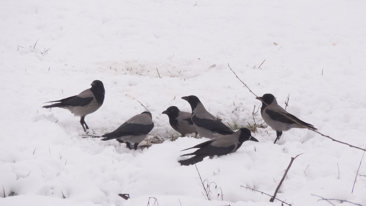 Hooded Crow (Hooded) - ML613720475