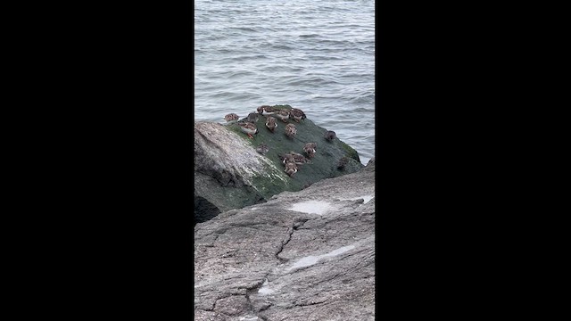 Ruddy Turnstone - ML613720503