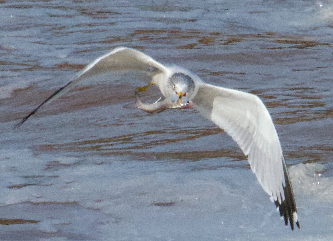 Ring-billed Gull - ML613720523