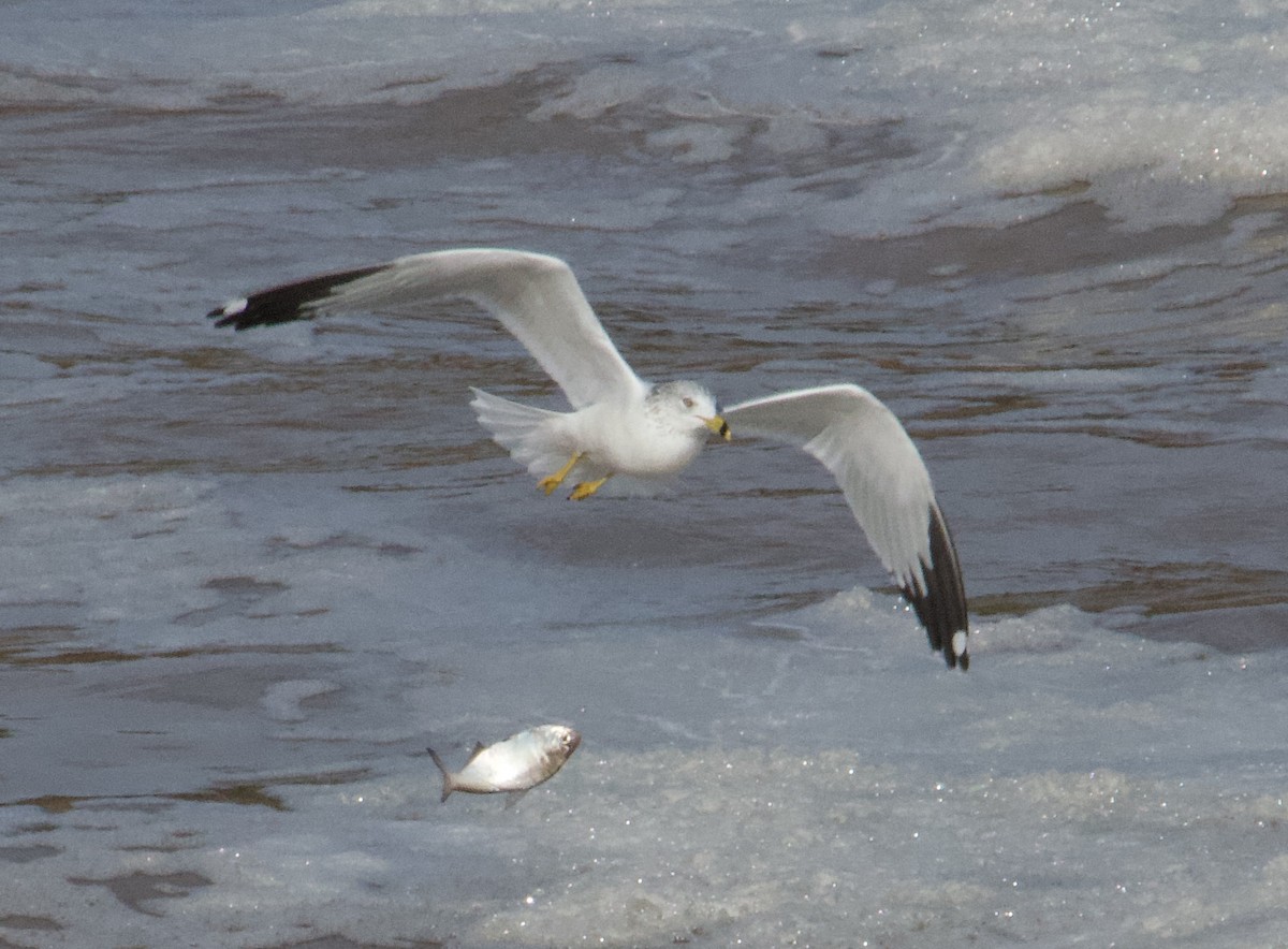 Ring-billed Gull - ML613720524