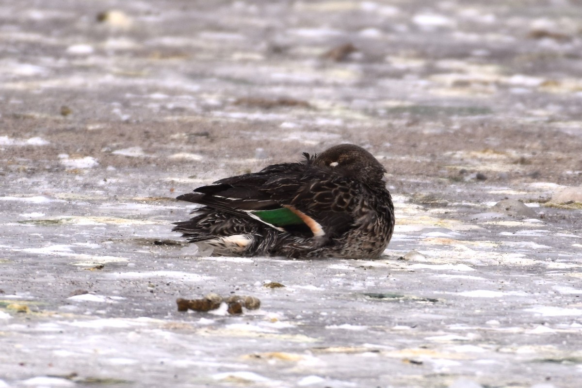 Green-winged Teal - ML613720554