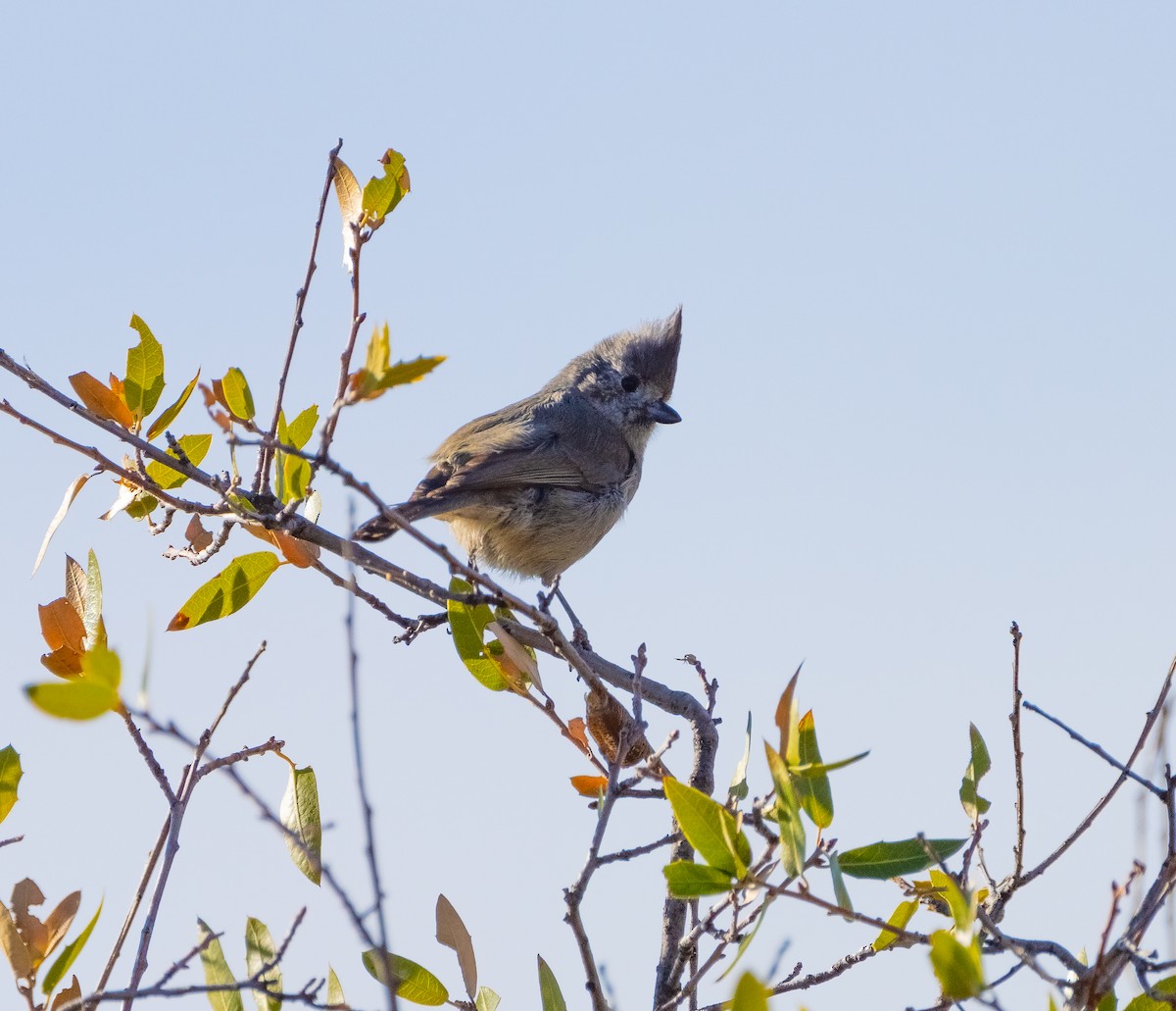 Juniper Titmouse - ML613720597