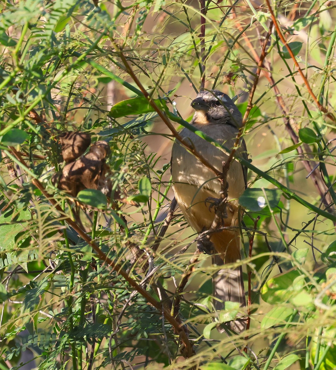 Cinnamon-bellied Saltator - David Stejskal