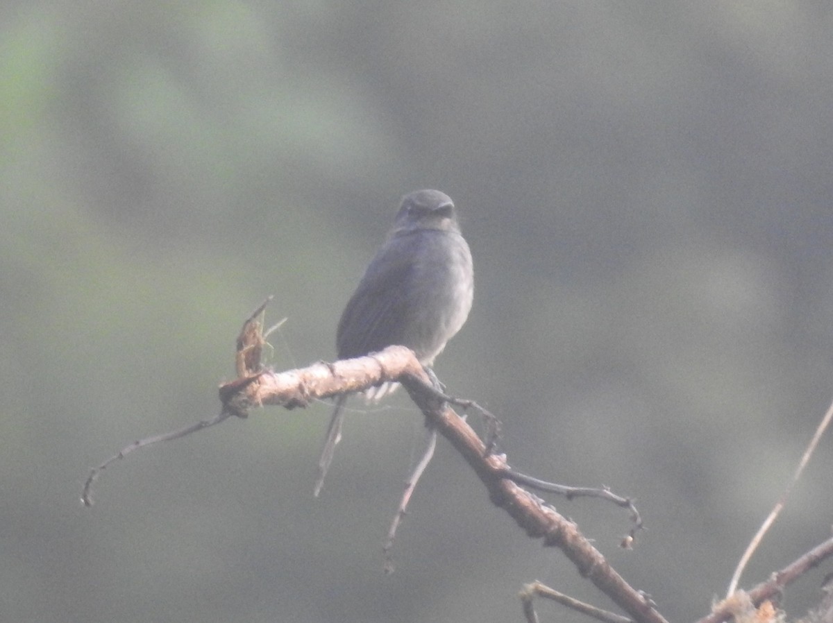 Dusky-blue Flycatcher - ML613720707