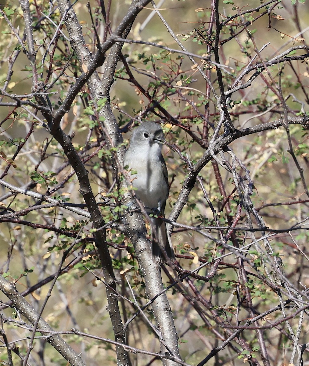 Gray Vireo - ML613720751