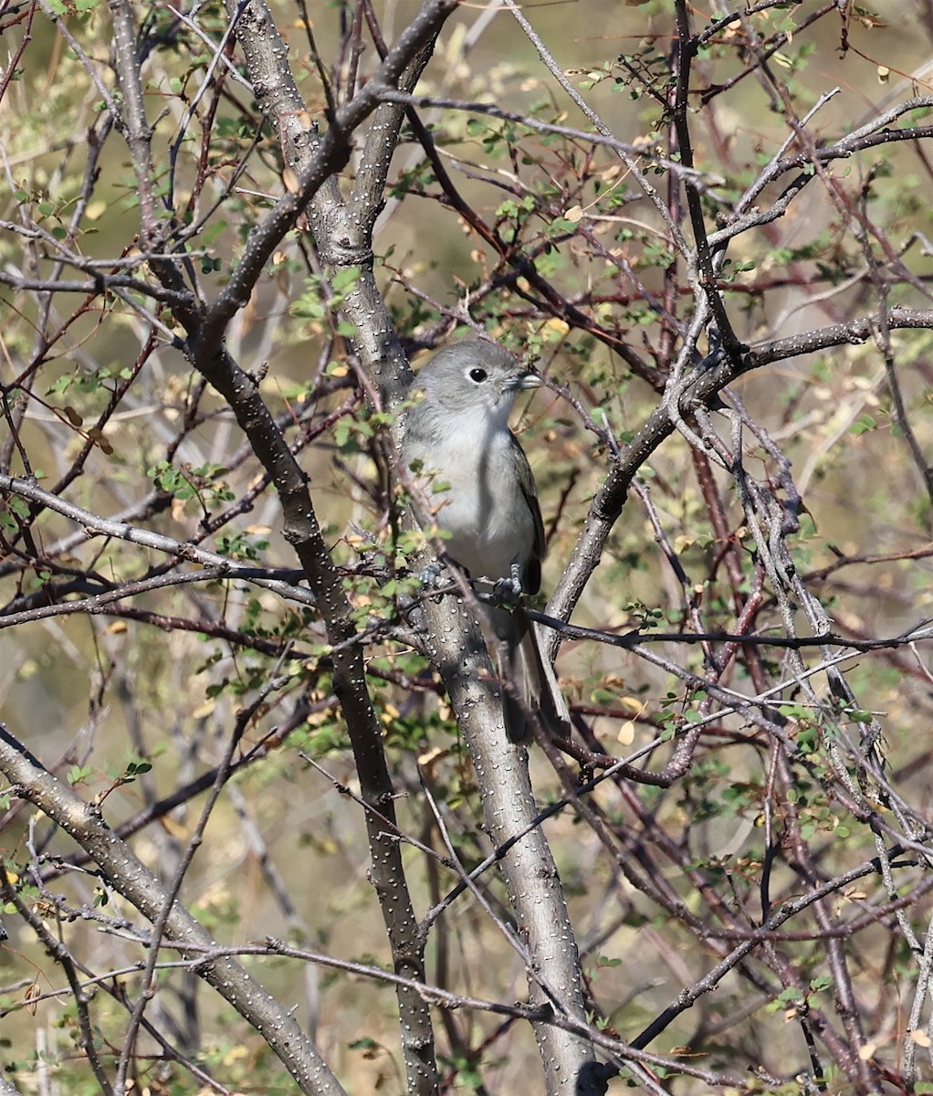 Gray Vireo - ML613720752