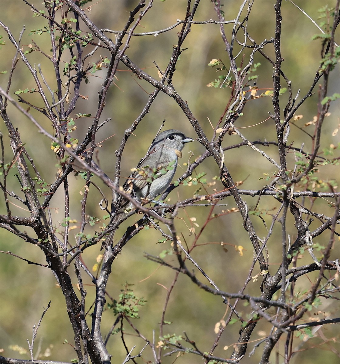 Gray Vireo - ML613720754