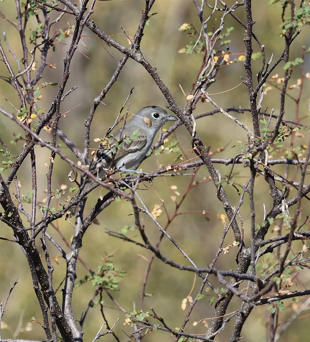 Gray Vireo - David Stejskal