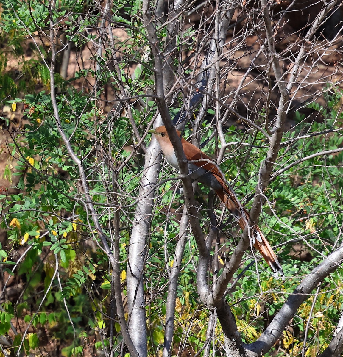 Squirrel Cuckoo (West Mexico) - ML613720784