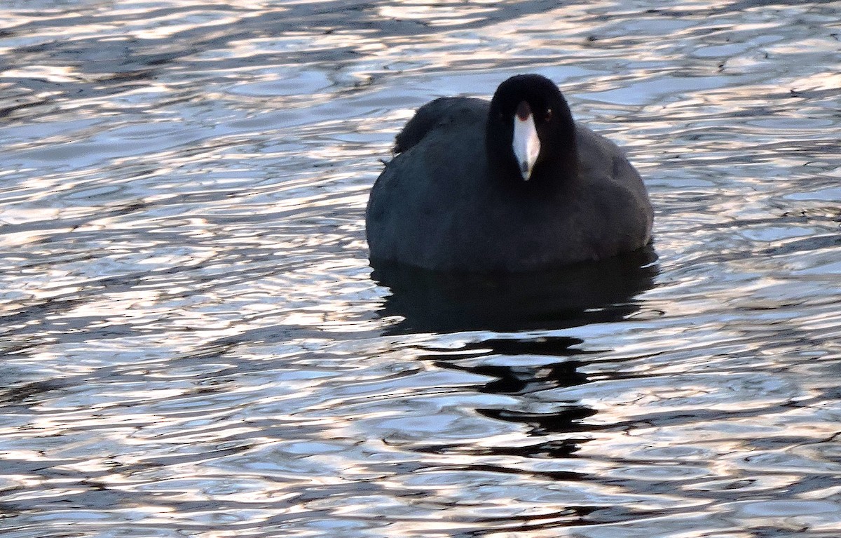 American Coot - ML613720856