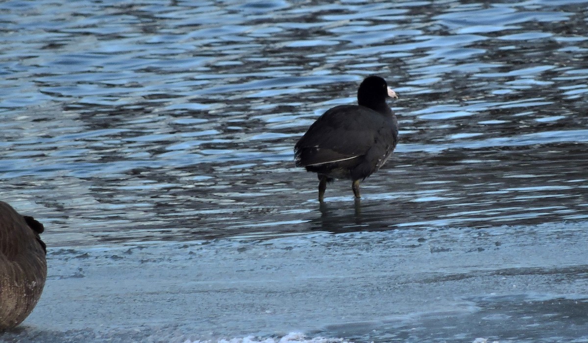 American Coot - Eric Michael