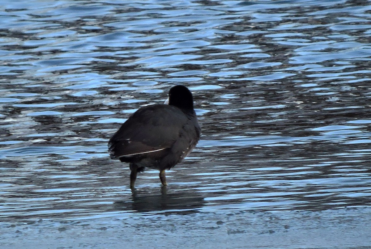 American Coot - ML613720863