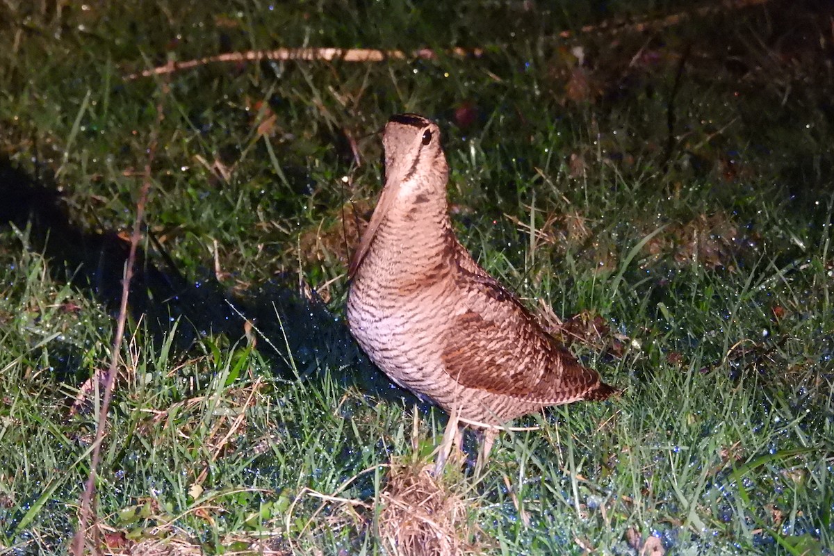 Eurasian Woodcock - Juan Manuel Pérez de Ana