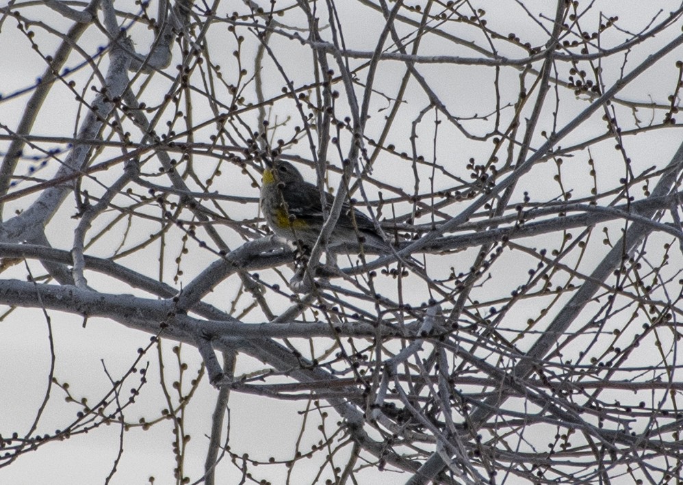 Yellow-rumped Warbler - Rich and Lynne Glassford