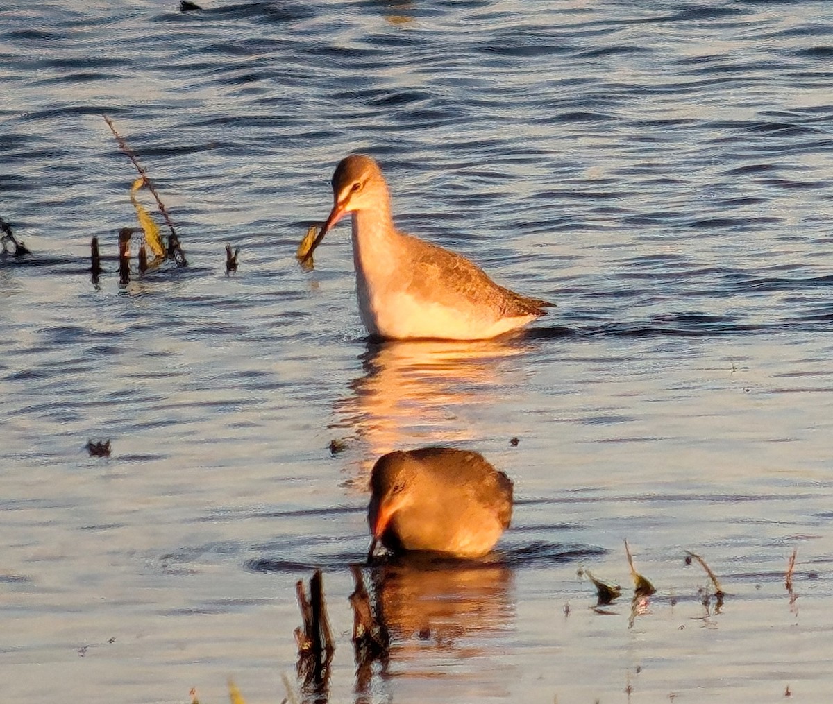 Spotted Redshank - Brendan Doe