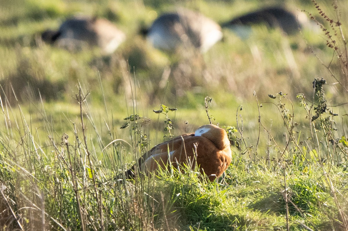 Ruddy Shelduck - ML613721048