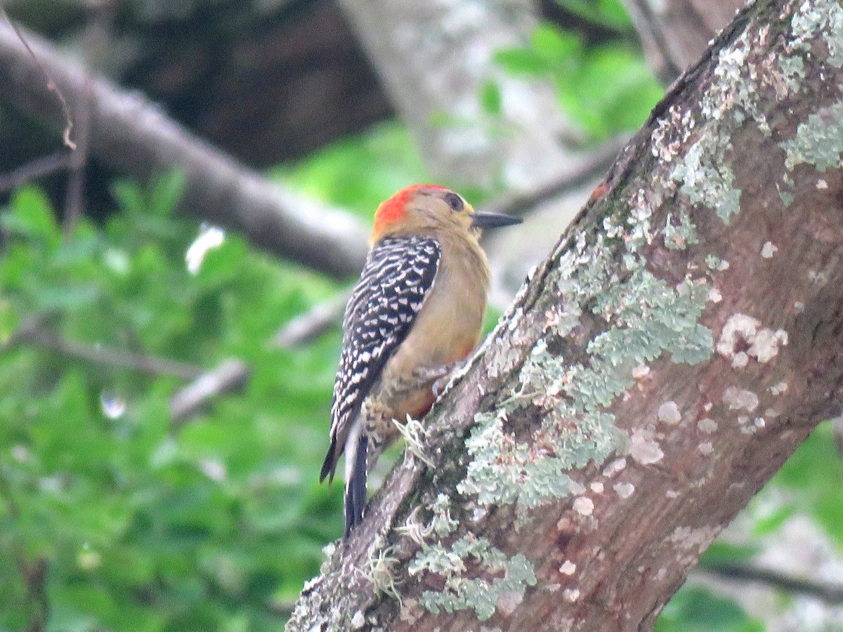 Red-crowned Woodpecker - Jose Estrada