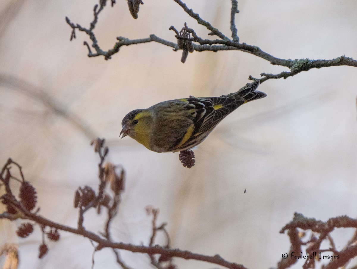 Eurasian Siskin - David Higgins