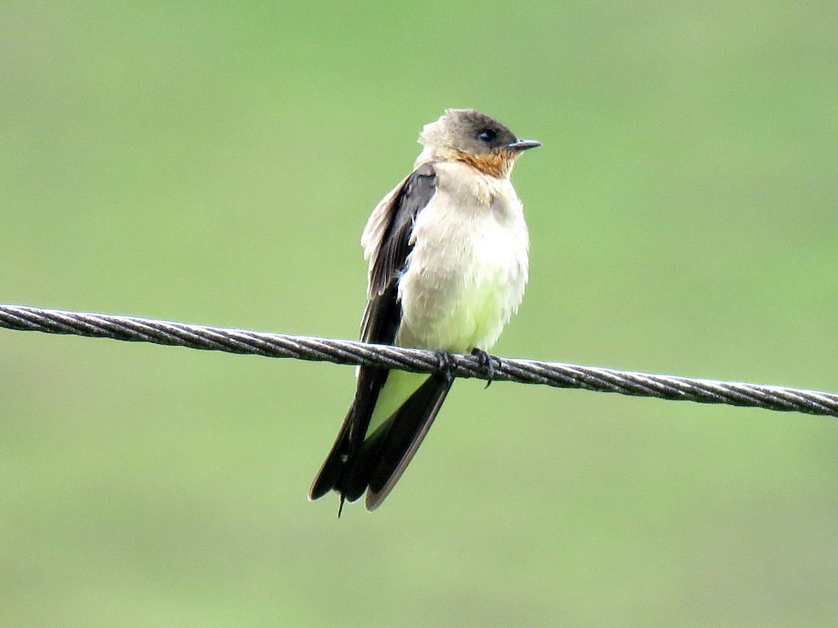 Southern Rough-winged Swallow - Jose Estrada