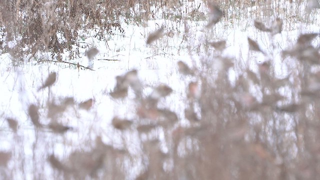 Redpoll (Common) - ML613721145