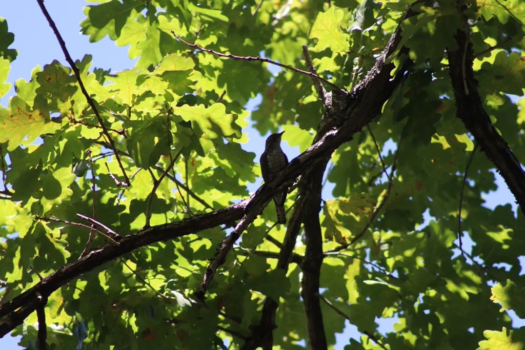 Klaas's Cuckoo - ML613721155