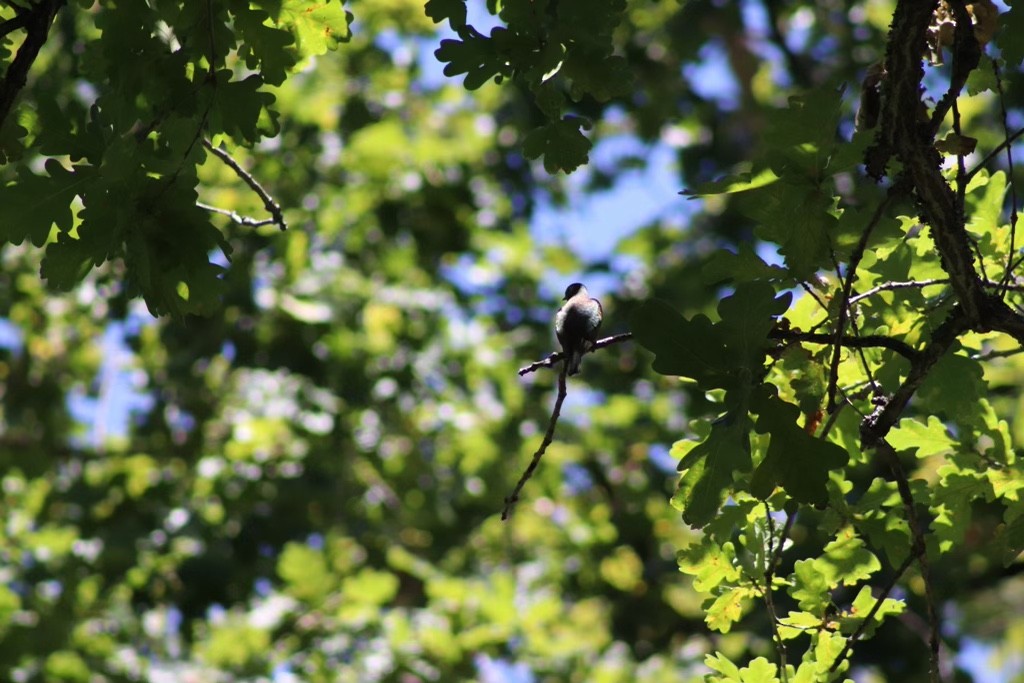 Klaas's Cuckoo - ML613721156