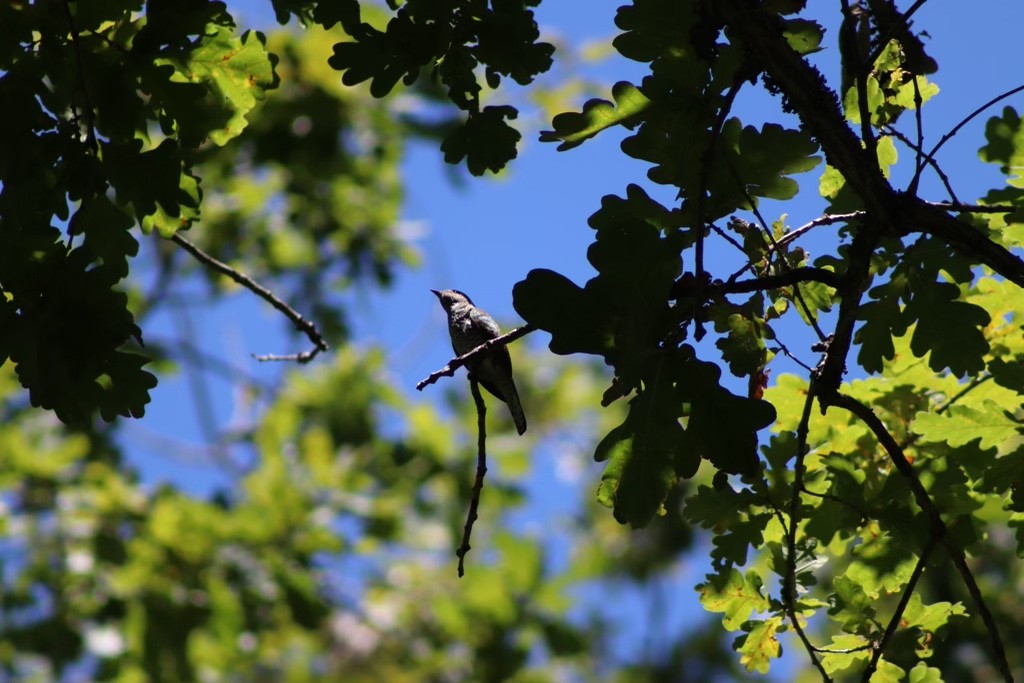 Klaas's Cuckoo - ML613721157