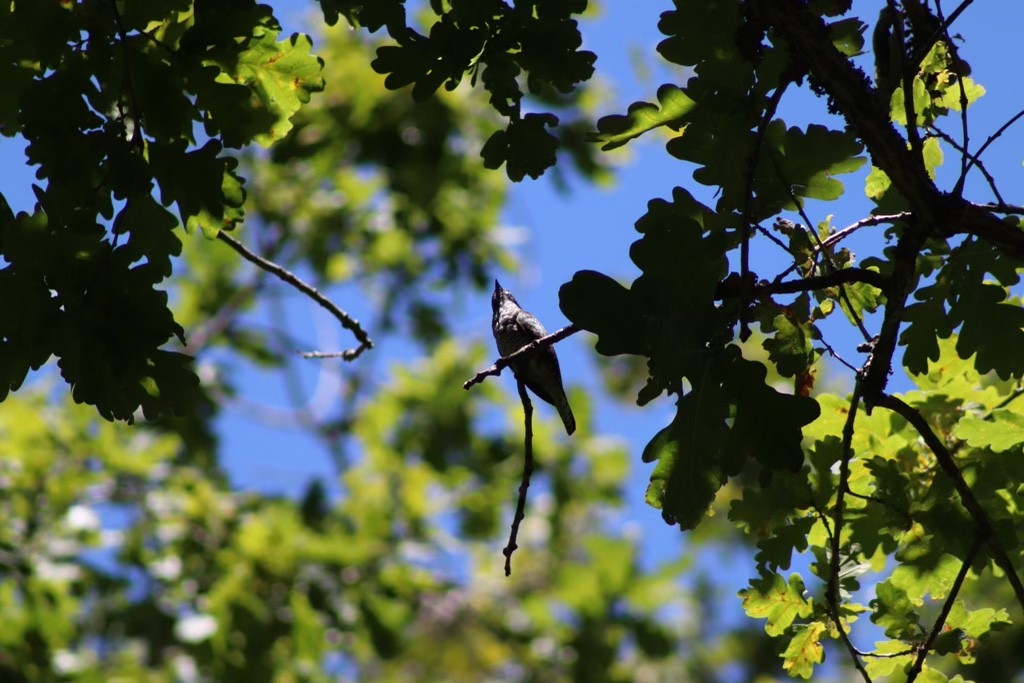 Klaas's Cuckoo - ML613721158