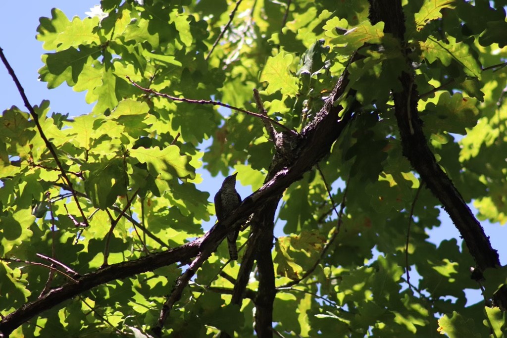 Klaas's Cuckoo - Amber-Rose Veitch