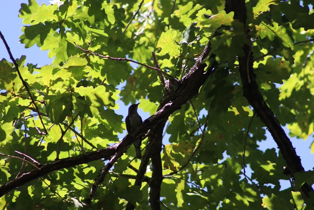 Klaas's Cuckoo - ML613721160