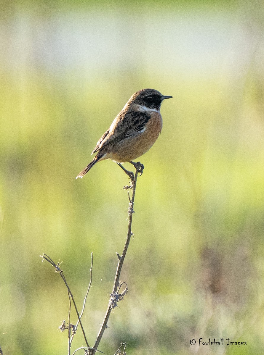 European Stonechat - David Higgins