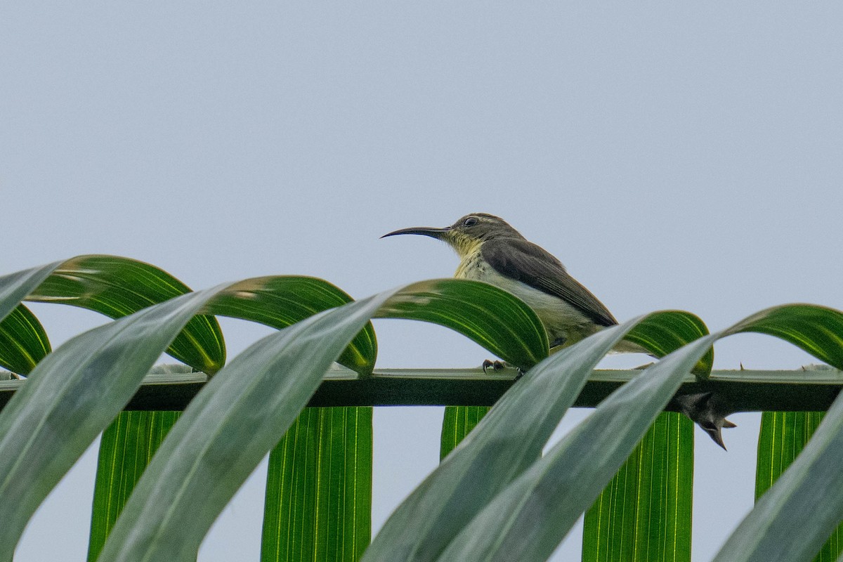 黃腹花蜜鳥 - ML613721167