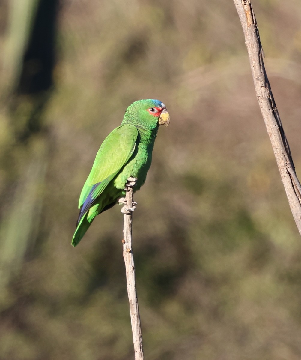White-fronted Parrot - ML613721172