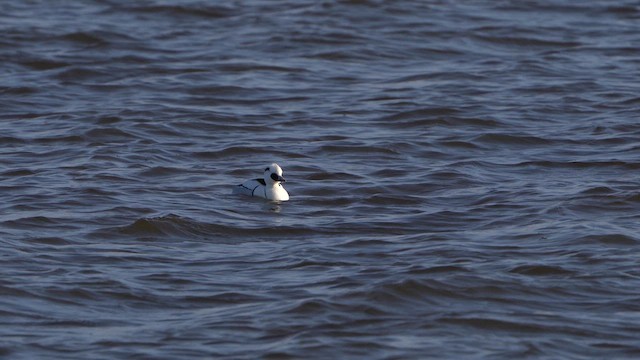 Smew - ML613721177