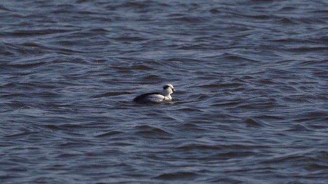 Smew - ML613721178