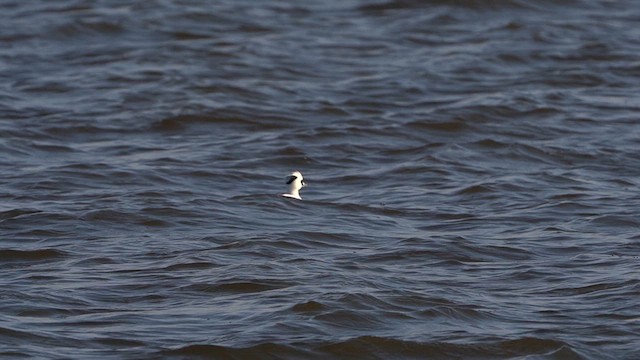 Smew - ML613721179