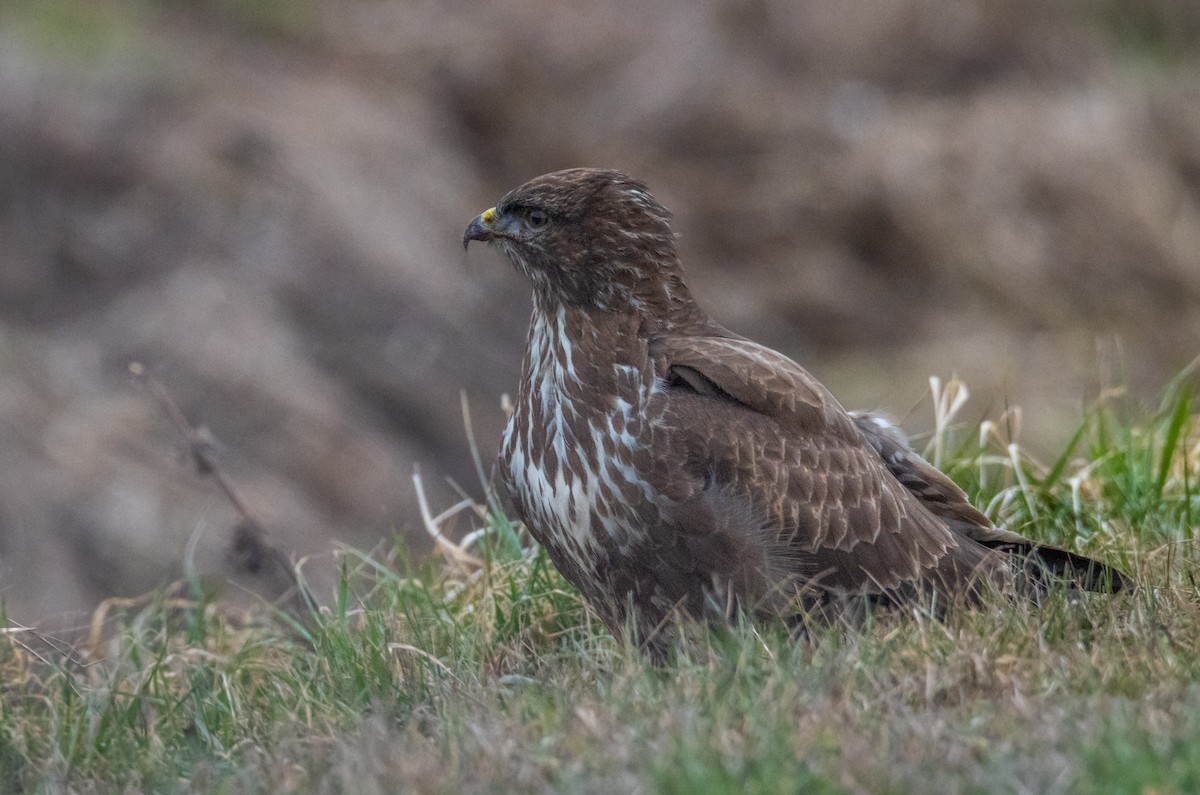 Common Buzzard - ML613721184