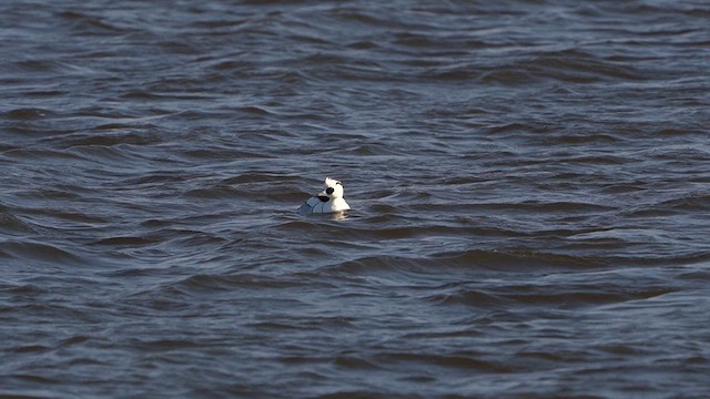 Smew - ML613721189