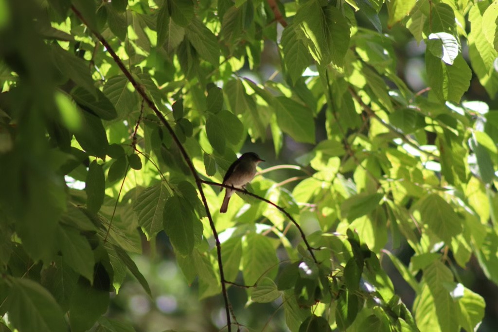 African Dusky Flycatcher - ML613721192