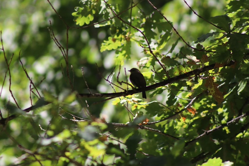 African Dusky Flycatcher - ML613721194