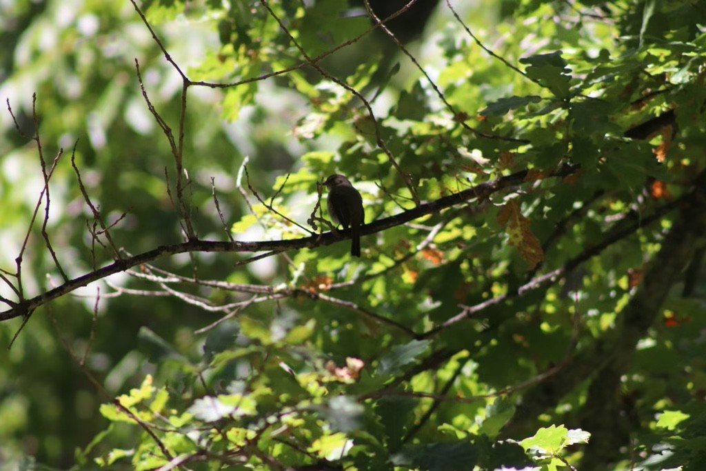 African Dusky Flycatcher - ML613721195