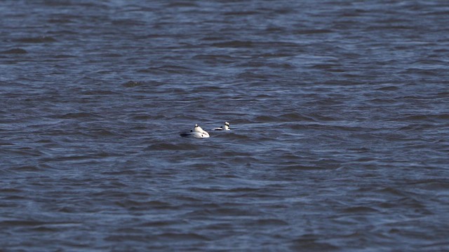 Smew - ML613721198