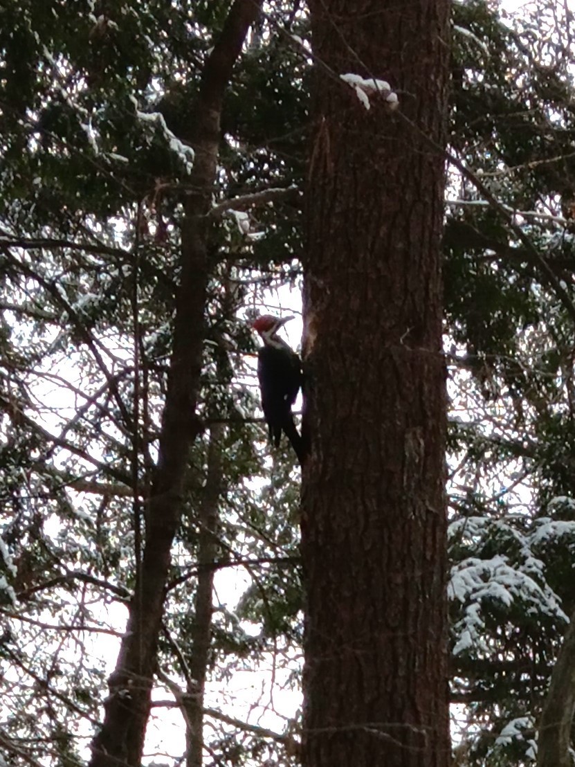 Pileated Woodpecker - ML613721219